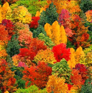 Baum Bäume Herbstfarben Herbstwald Patchworkstoff