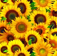 Sonnenblumen Herbst Patchworkstoff