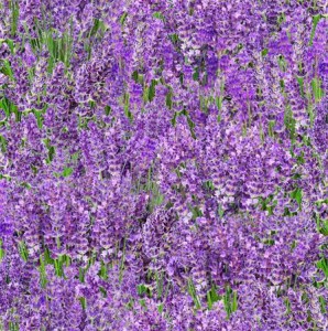 Lavendel Blumen Patchworkstoff